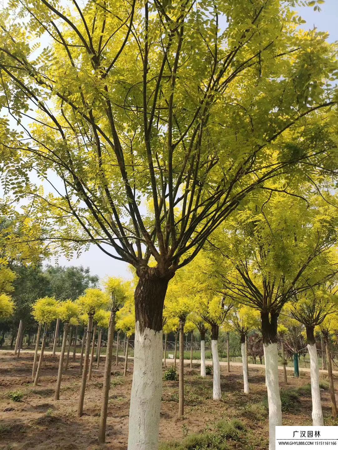 金葉國槐 