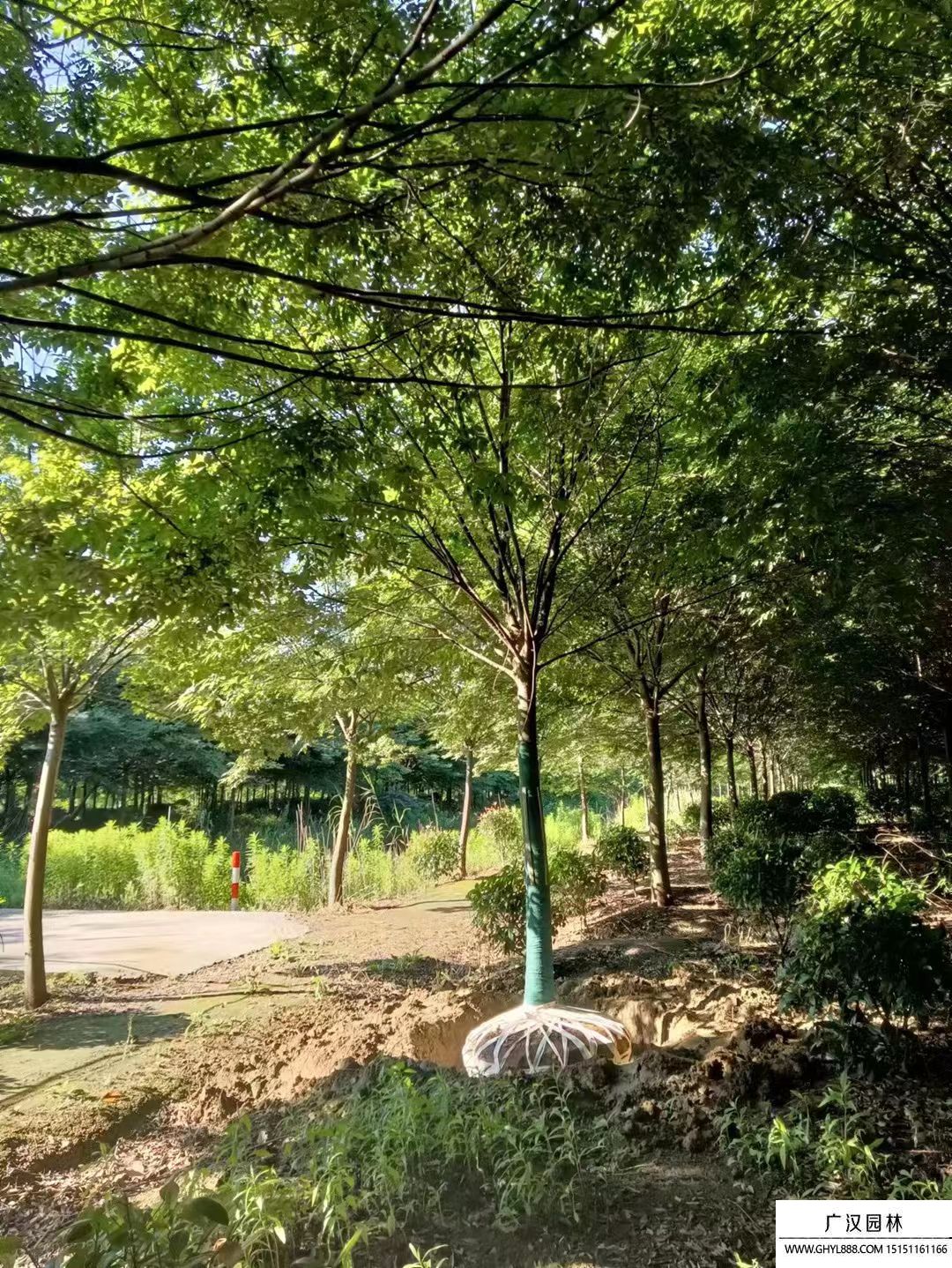 櫸樹