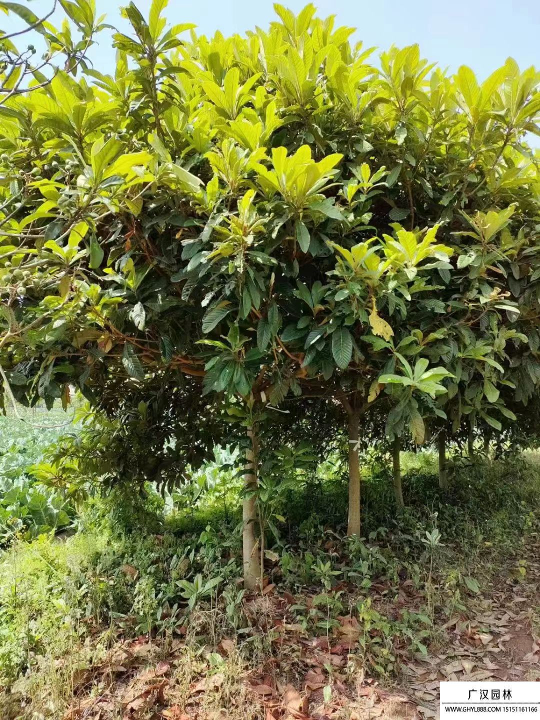 枇杷樹