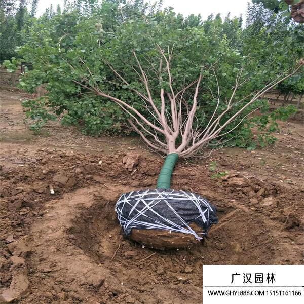 黃櫨