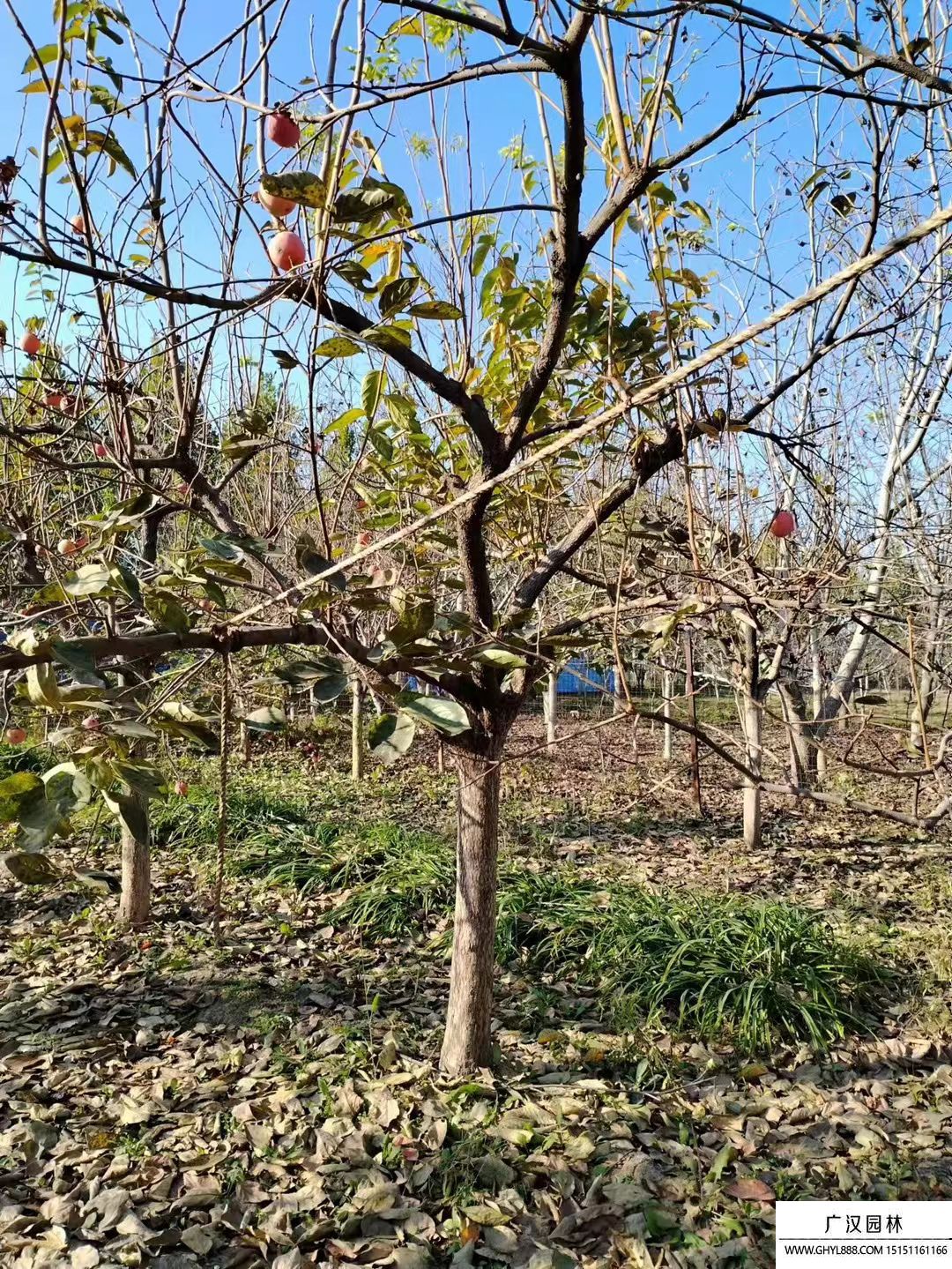柿子樹