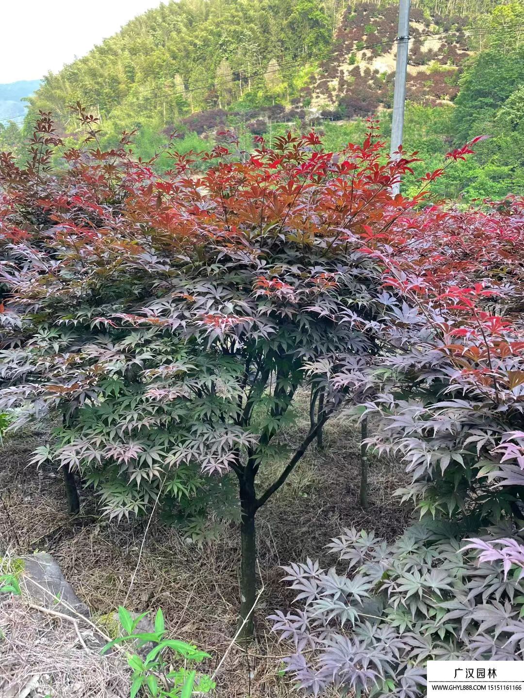 紅楓 