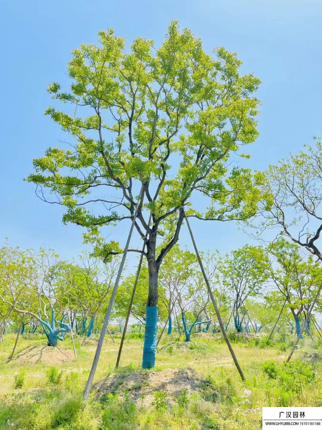 烏桕樹