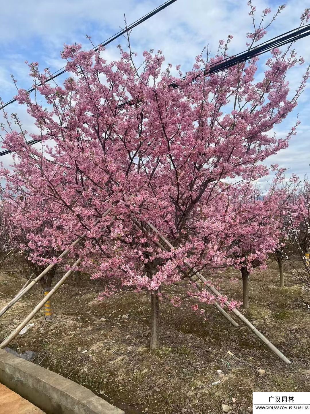 櫻花