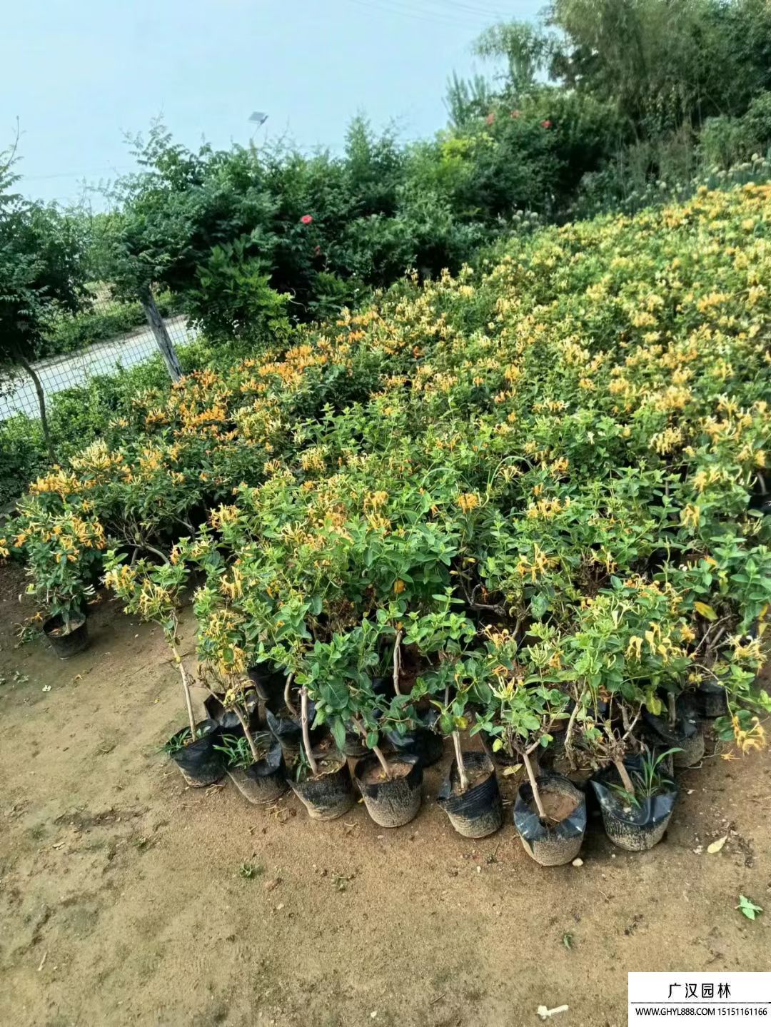 金銀花
