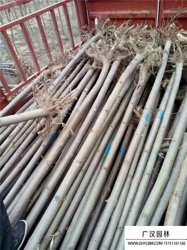 泡桐樹