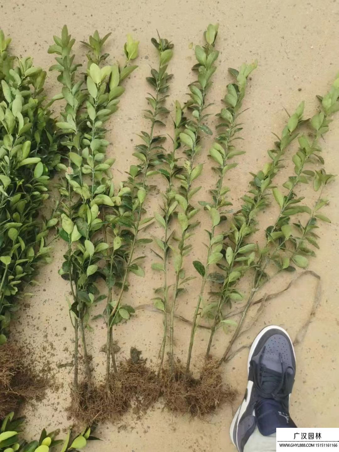 大葉黃楊苗 