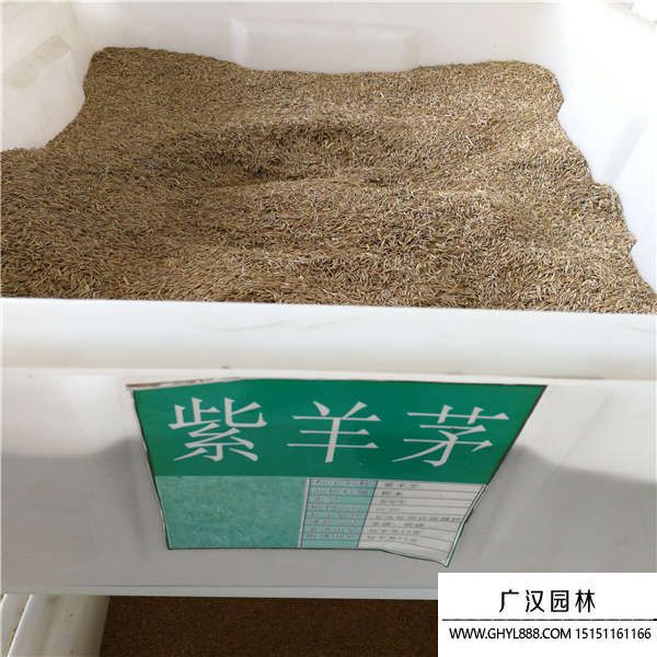 紫羊茅種子