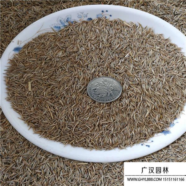 紫羊茅種子
