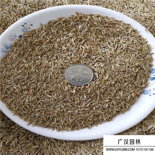 高羊茅種子