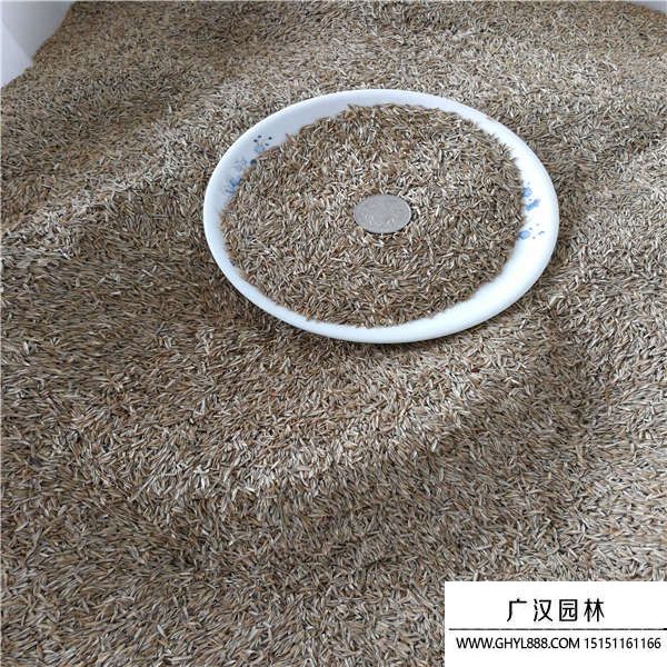 高羊茅種子