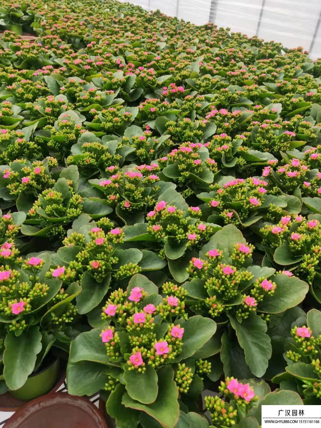 長壽花