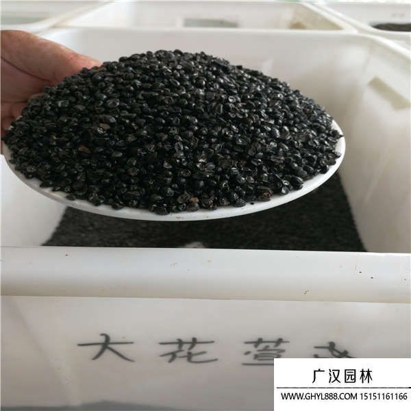 大花萱草種子