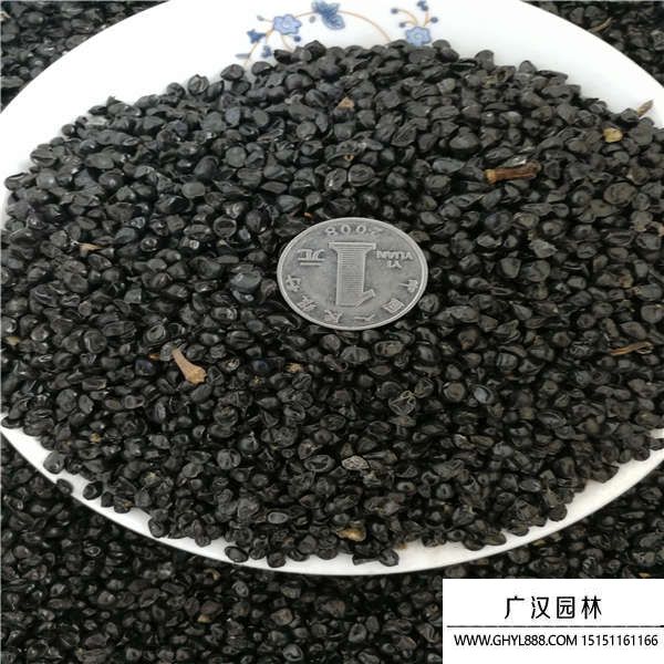 大花萱草種子
