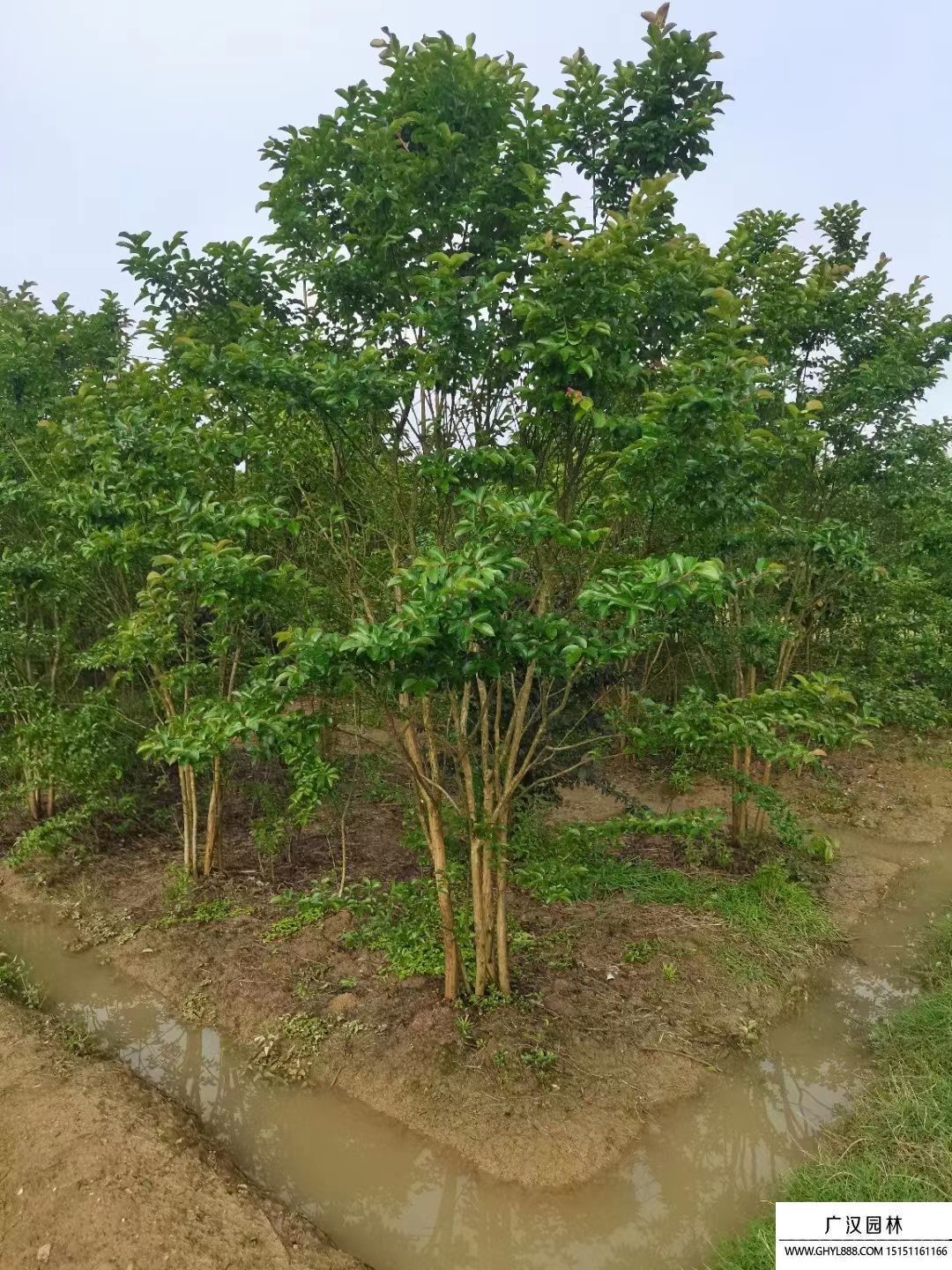 叢生紫薇 