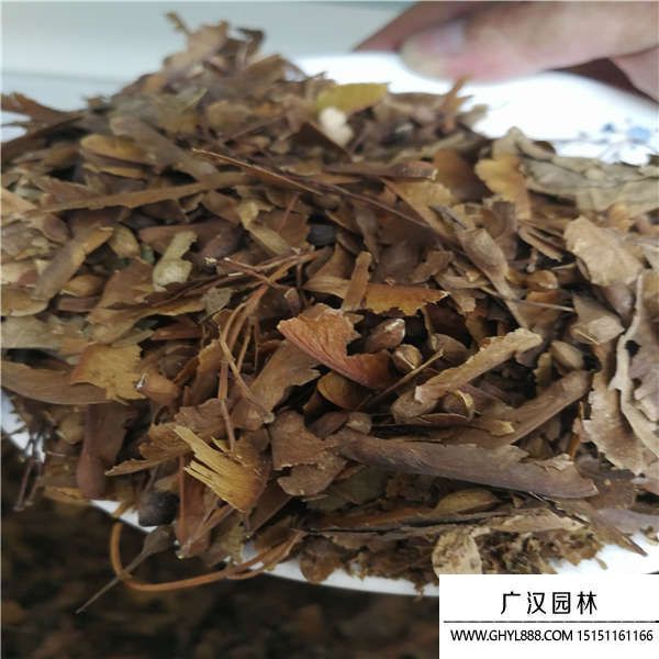 青楓種子