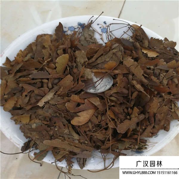 青楓種子