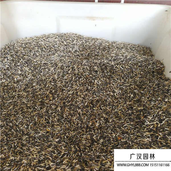 萬壽菊種子