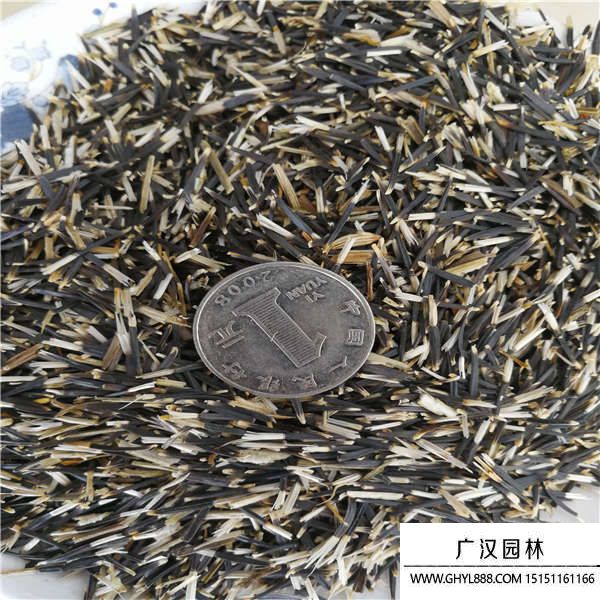 萬壽菊種子