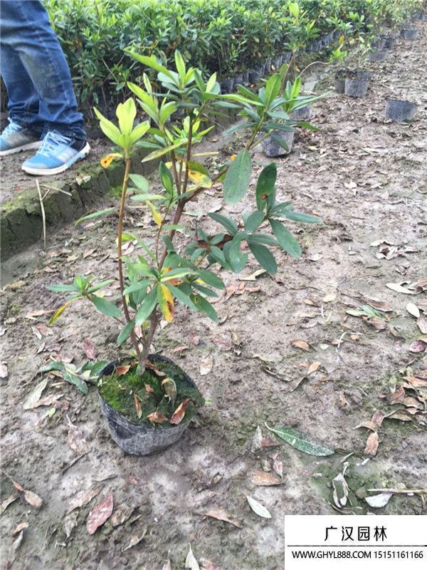 夏鵑