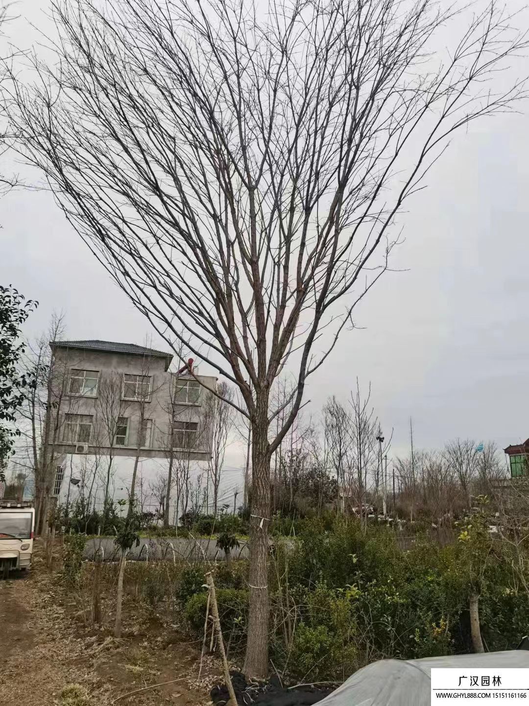 流蘇樹