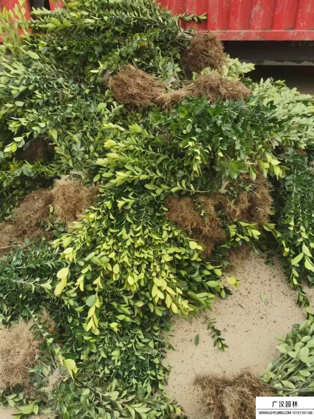大葉黃楊苗