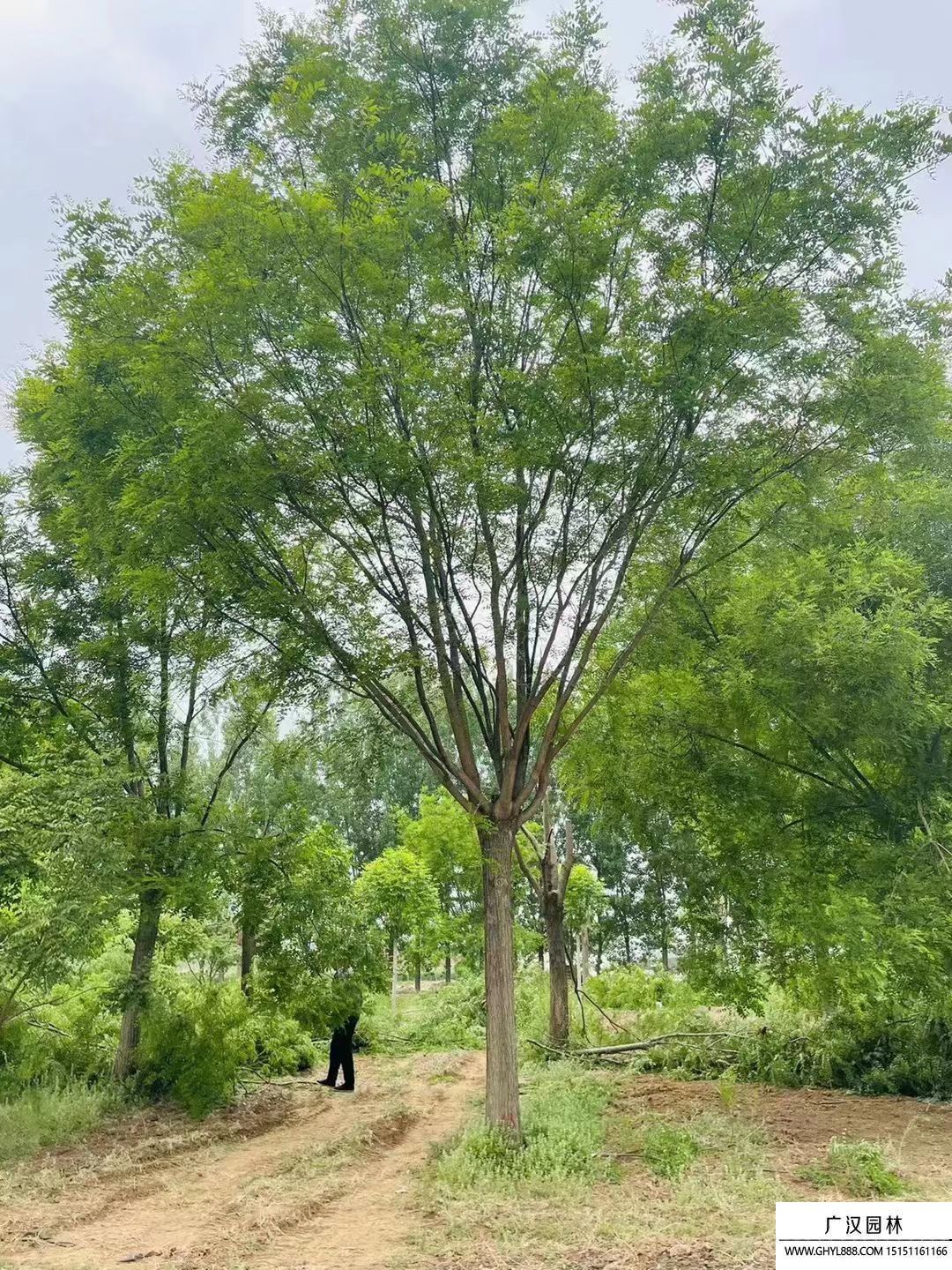 國槐 