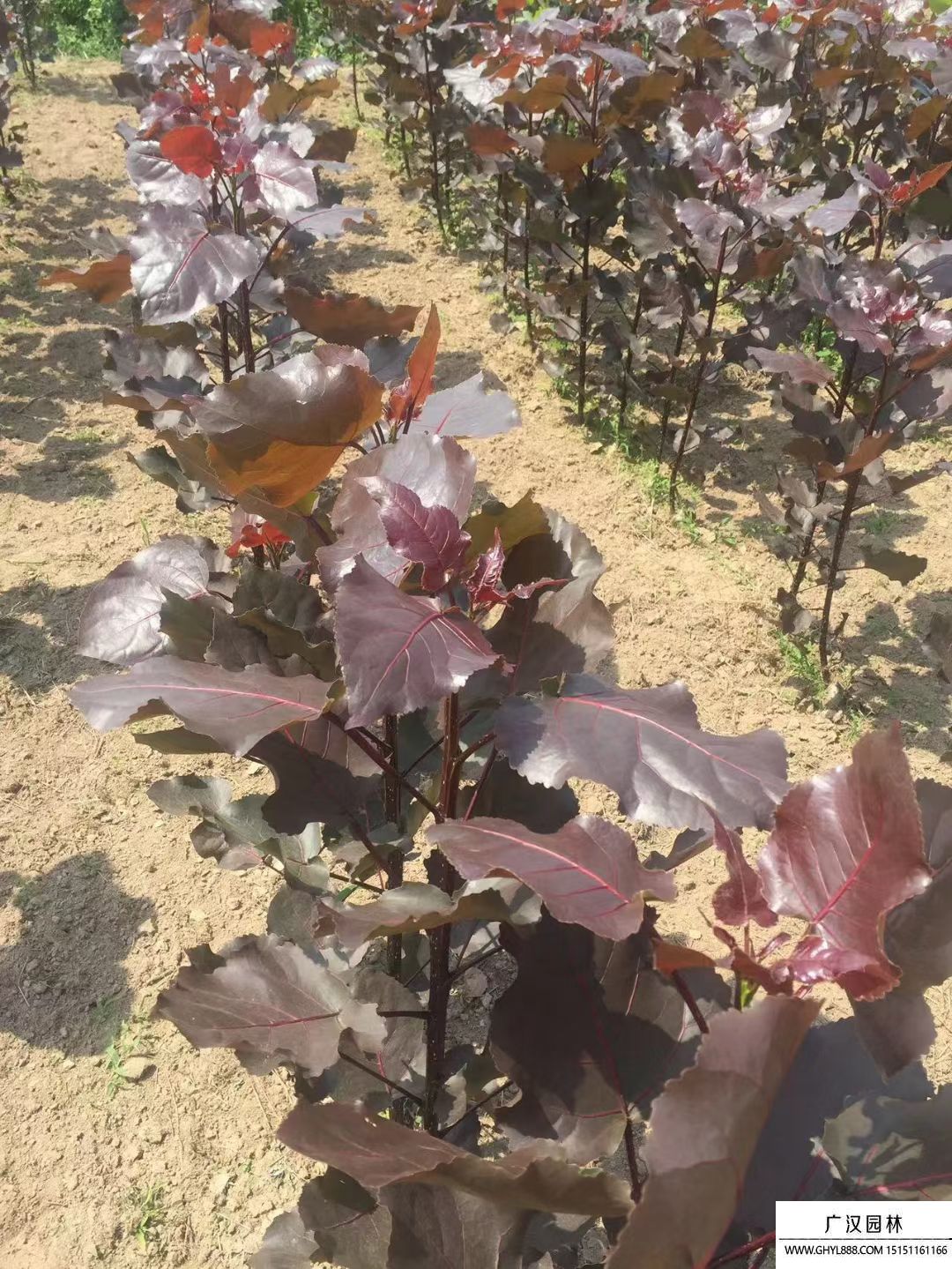 紅葉楊