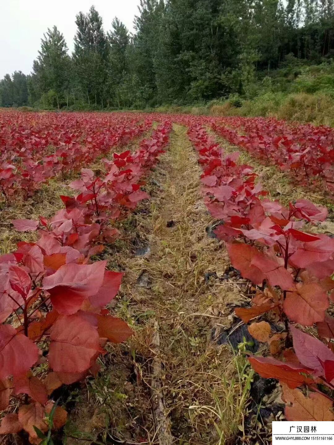 紅葉楊
