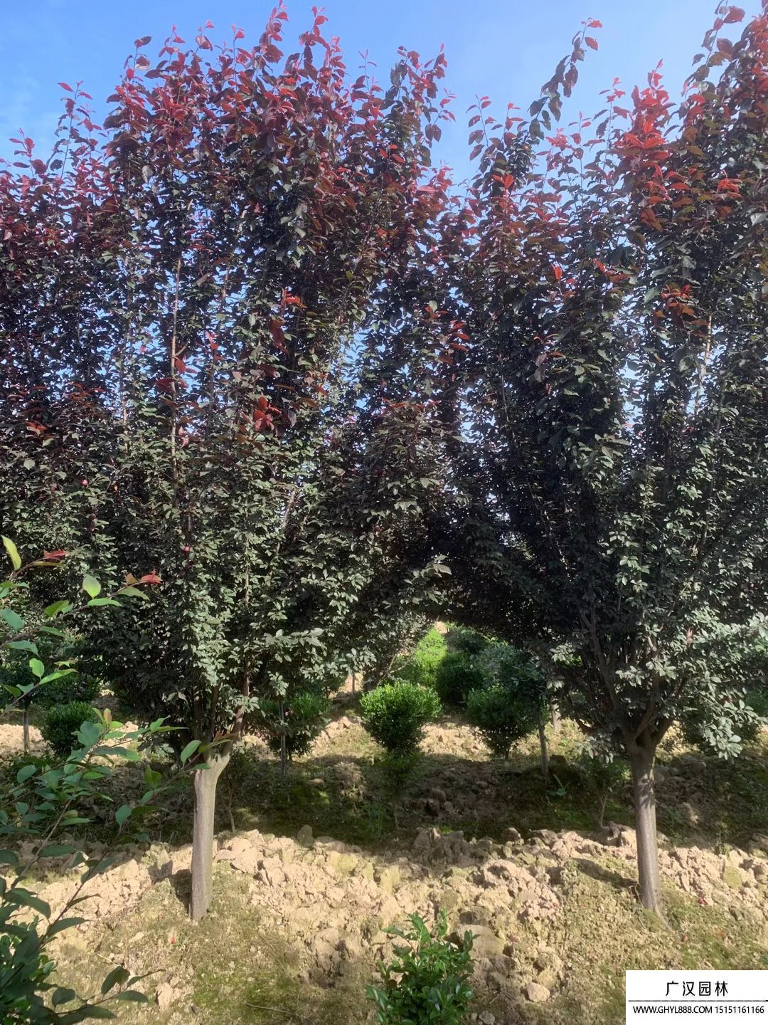 紫葉李