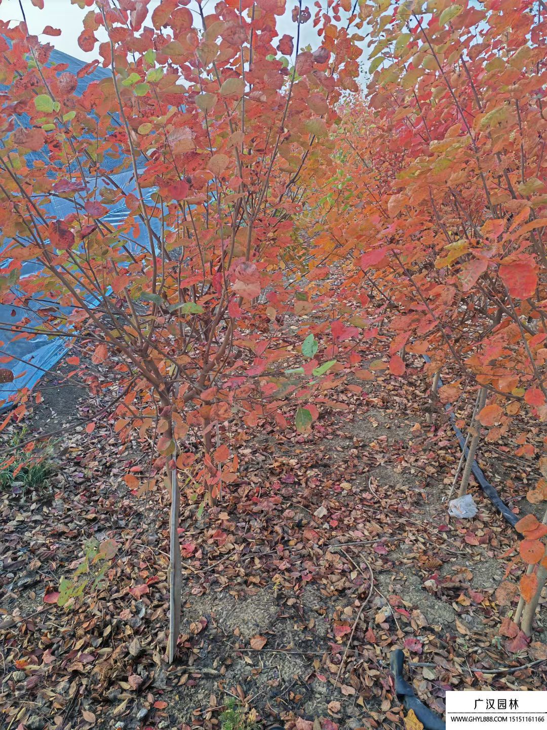 美國紅櫨