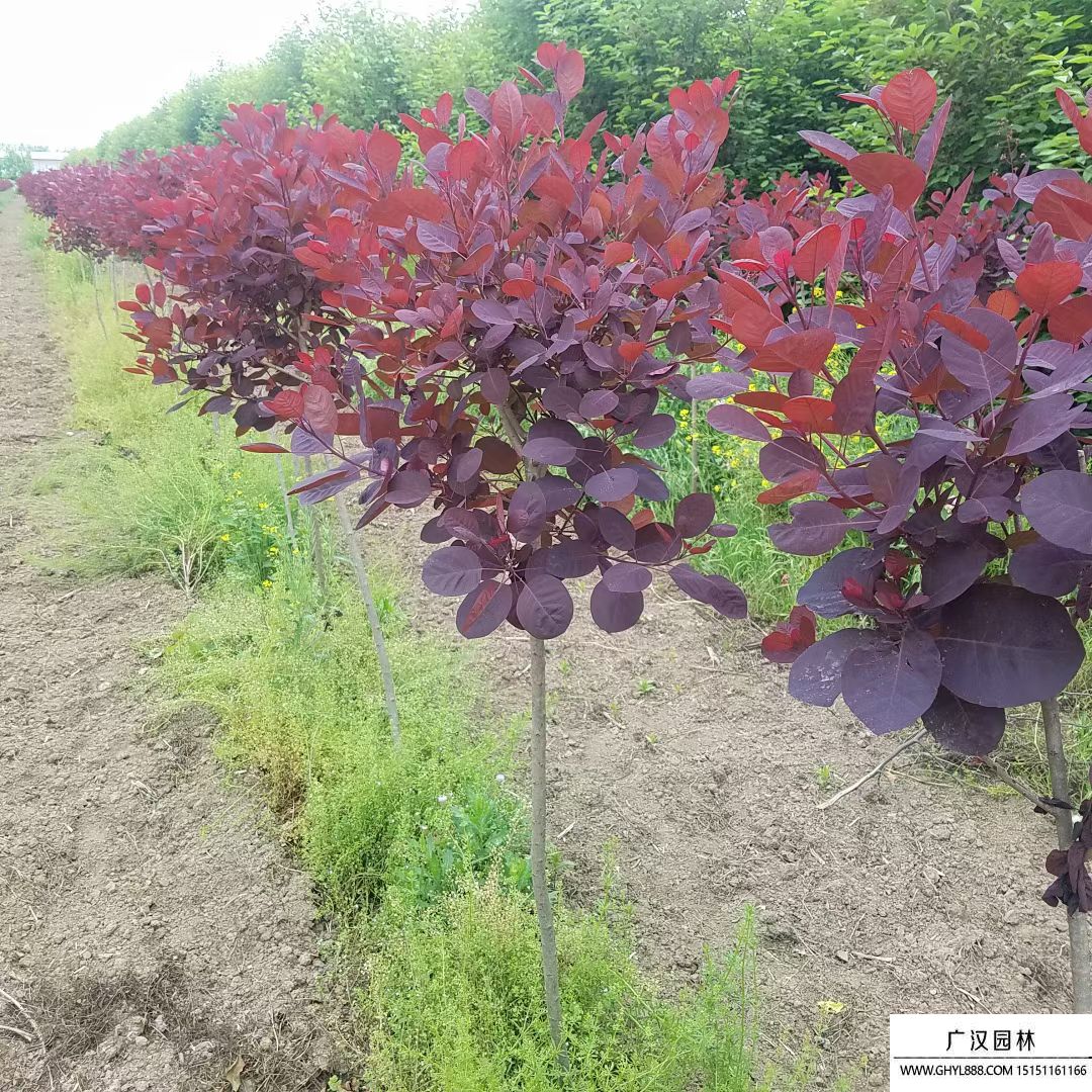 美國紅櫨