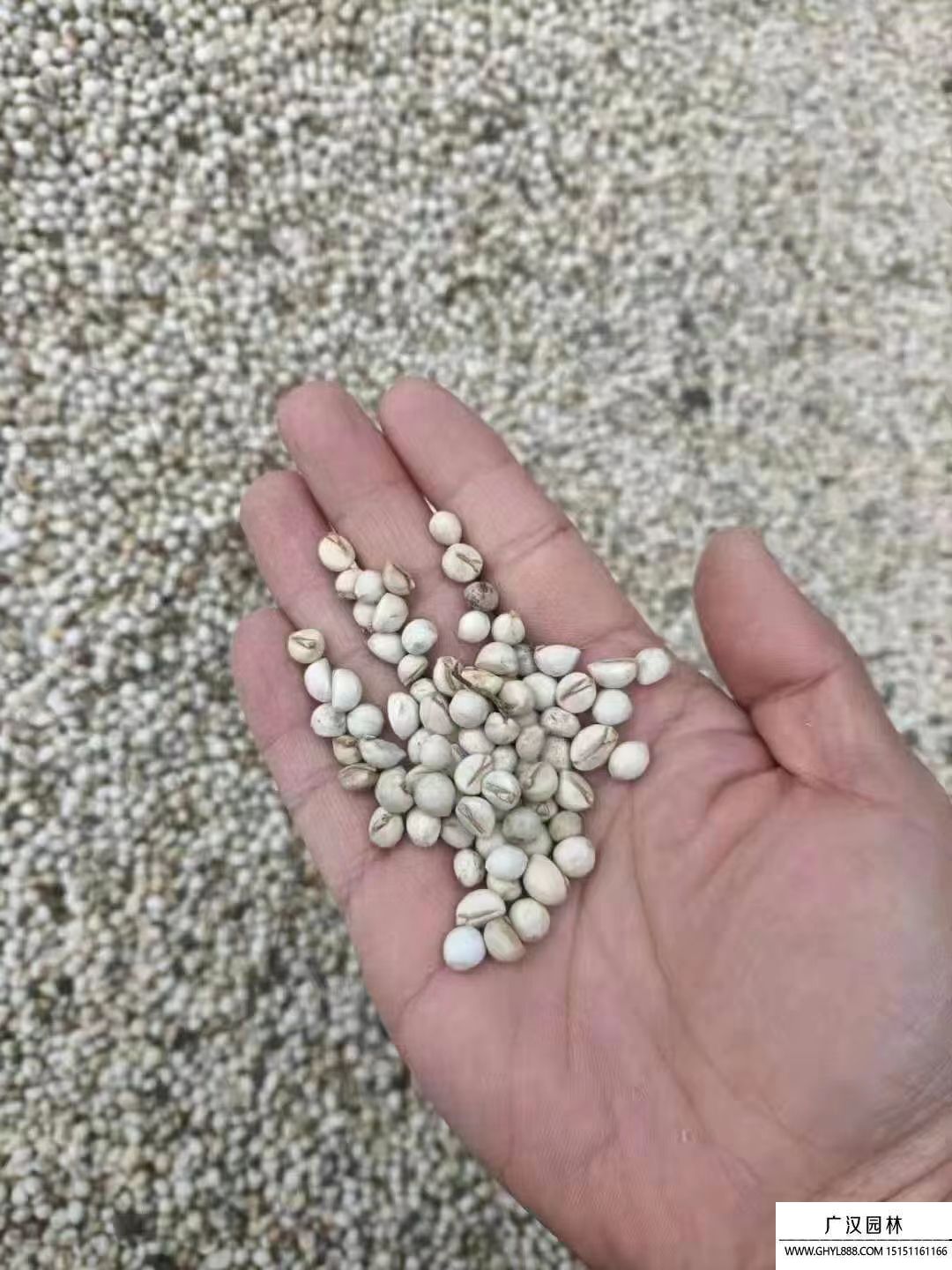 烏桕種子