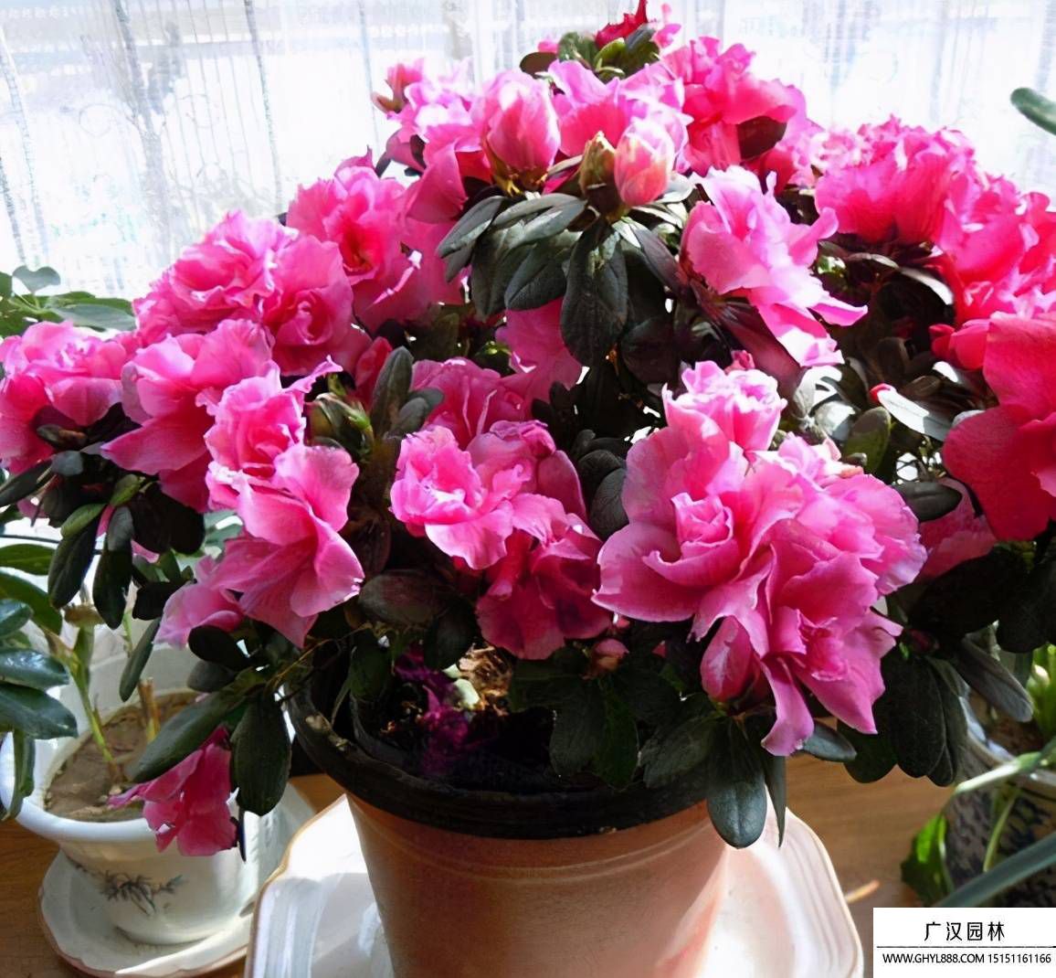 杜鵑花