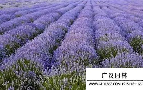 薰衣草圖片
