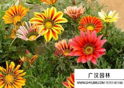 勛章菊圖片