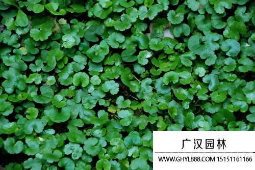 馬蹄金草是什么樣子的