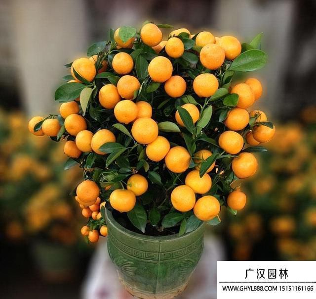 盆栽桔子樹