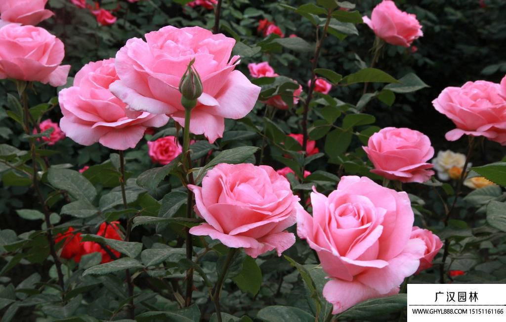 月季花圖片