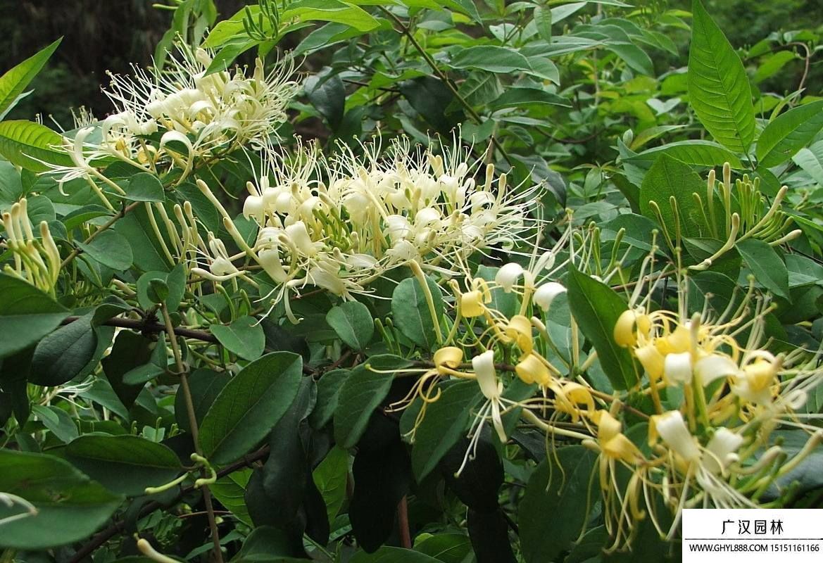 金銀花圖片