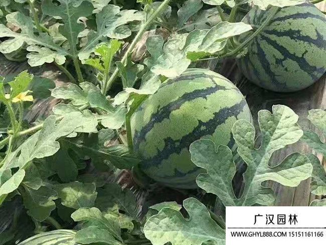 黑美人西瓜栽培技術