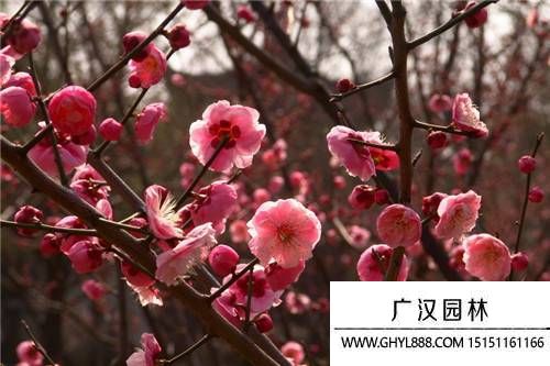 梅花圖片