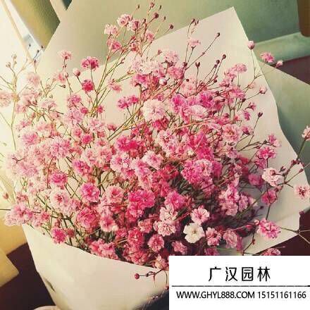 粉色滿天星