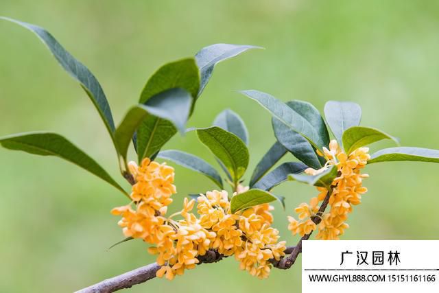 桂花圖片