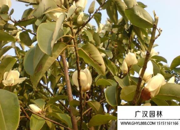 含笑圖片