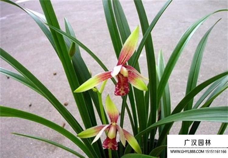 蘭花圖片