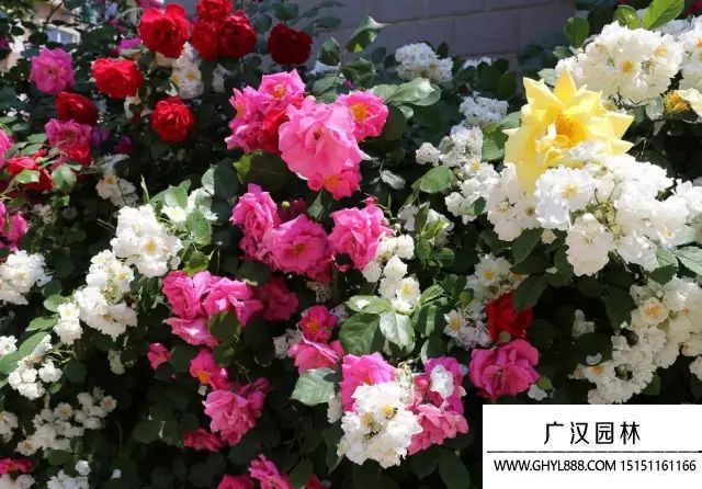 薔薇花圖片