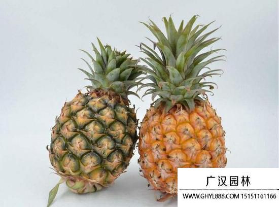 菠蘿