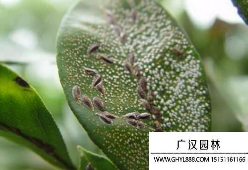 蚧殼蟲怎樣才能徹底消滅