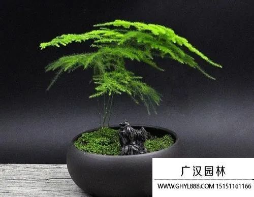 文竹圖片